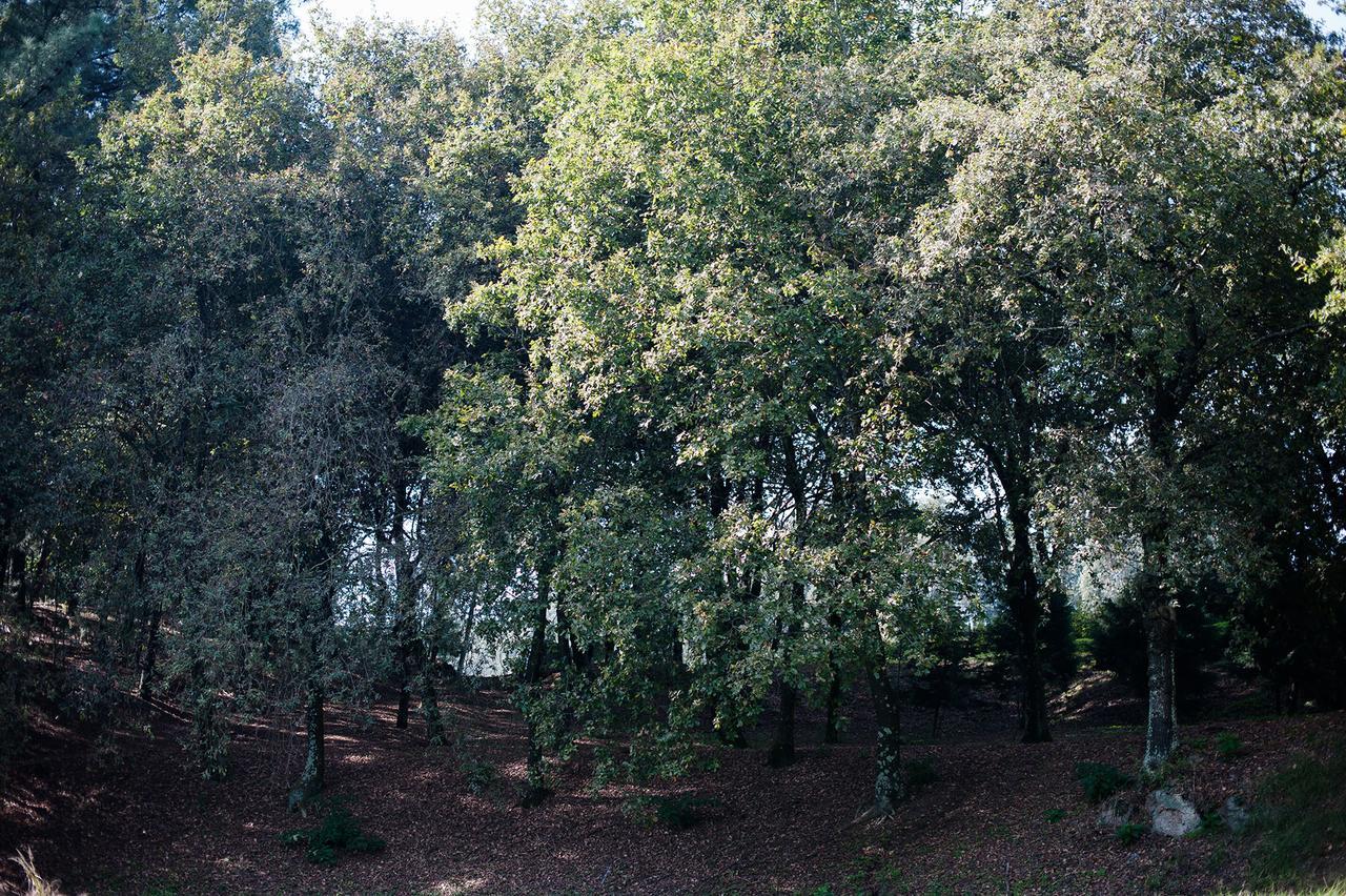 Гостьовий будинок Quinta De Freixieiro Guardizela Екстер'єр фото